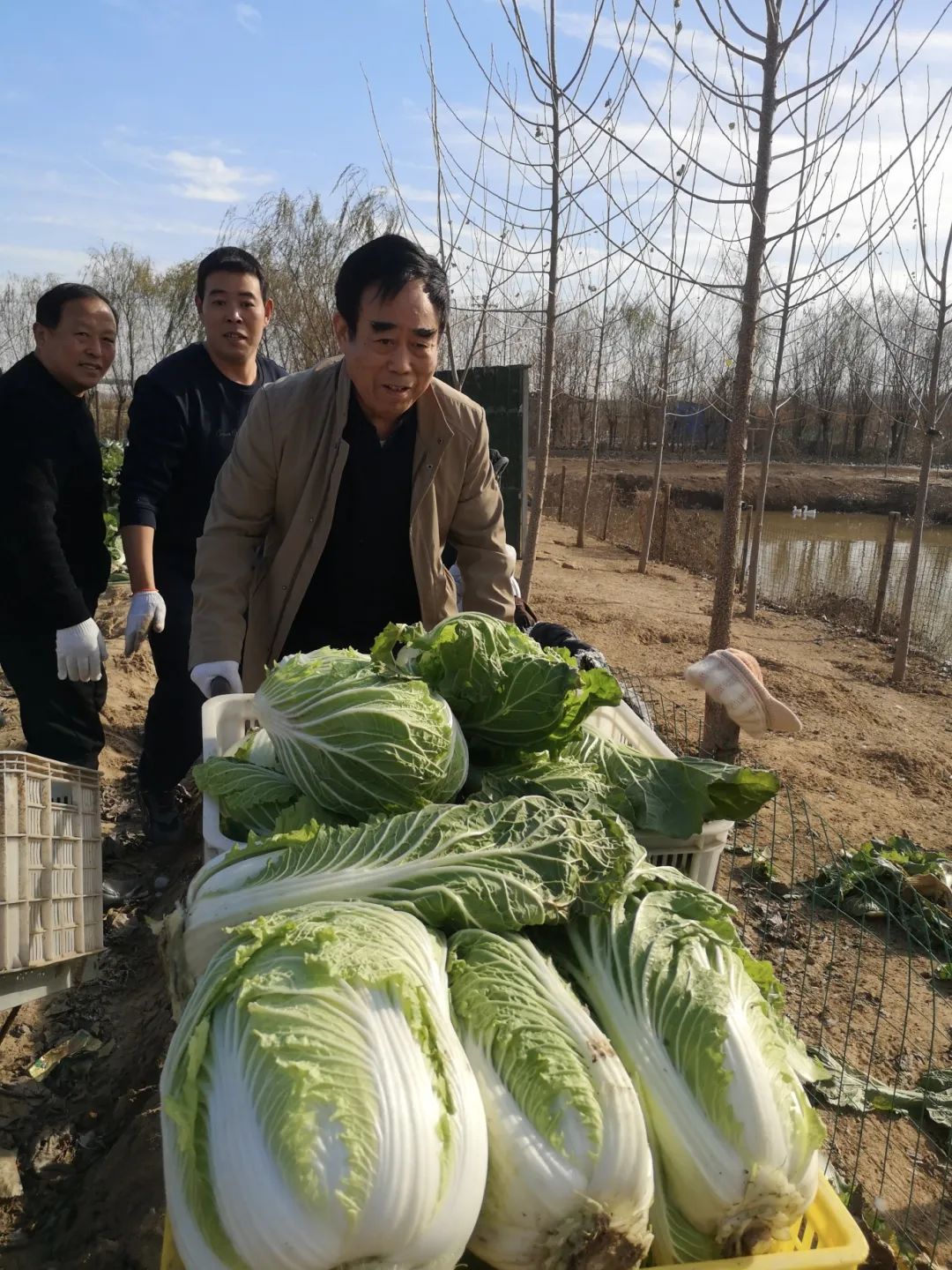 濟(jì)南益康總公司董事長(zhǎng)王忠本帶領(lǐng)益康員工采收大白菜
