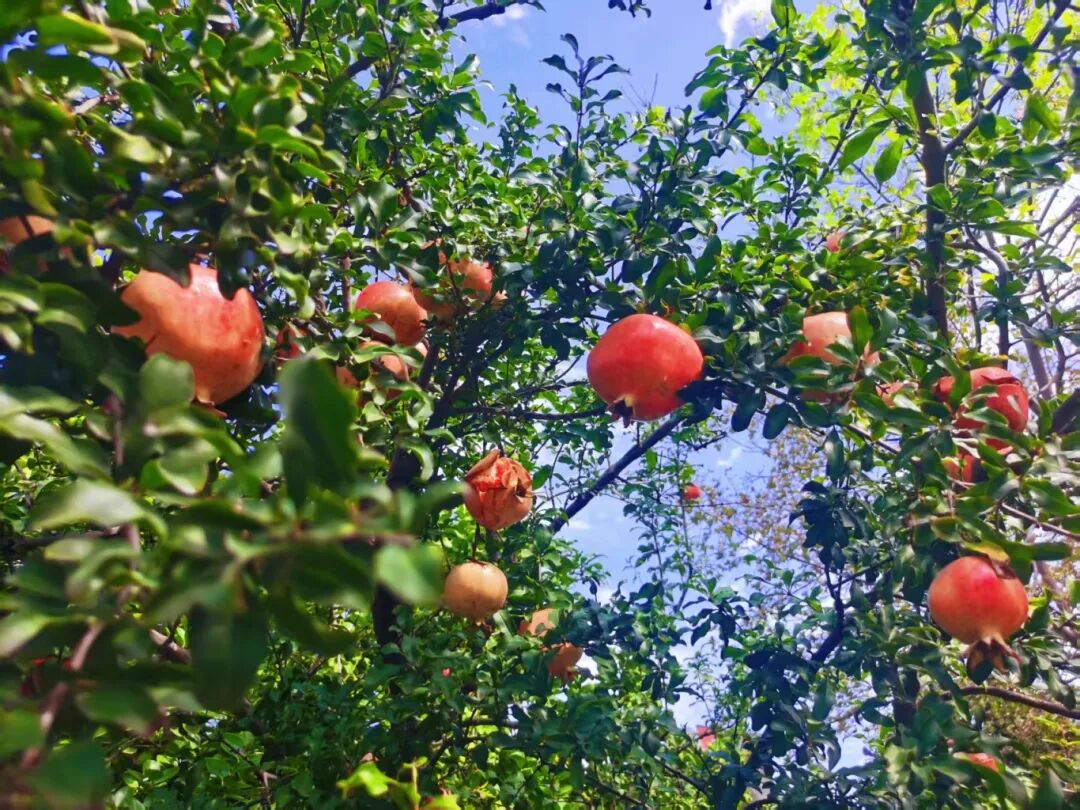 共享采摘樂趣，共慶豐收喜悅