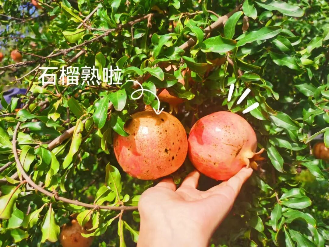 共享采摘樂趣，共慶豐收喜悅