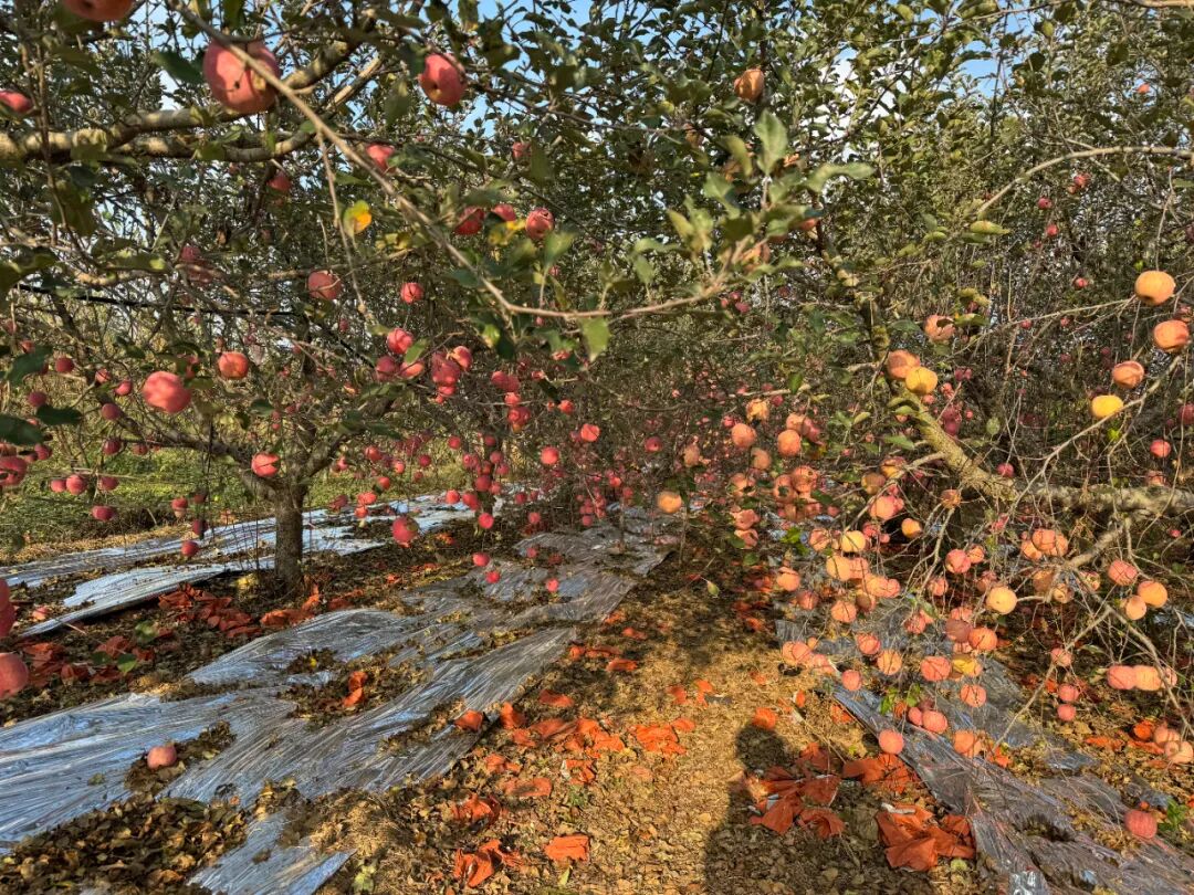 冬日限定 &nbsp;暖意如期